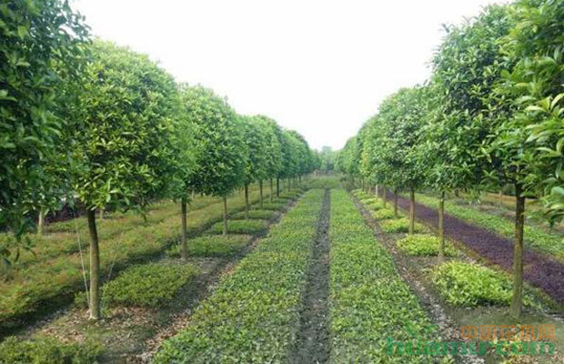 當前苗木形勢與園林綠化苗木行業競爭分析