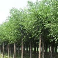 供應優質垂柳，米徑12公分，菏澤產地直供，助力綠色生態建設