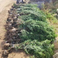 臨沂1.2米高側柏苗木種植基地 技術與前景