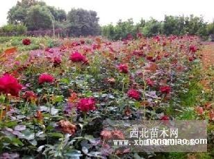 探尋湖南綠化之源 地被小苗、灌木小苗與柏加苗木基地揭秘