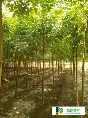 河北保定博野金澤綠化苗木基地 遼寧、山西、山東白蠟苗木的種植與供應優勢